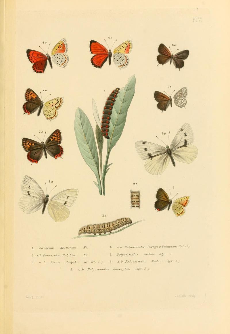 RomanoffMem.LépidPlate6