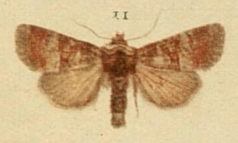 Rosy Minor Moths of the British Isles