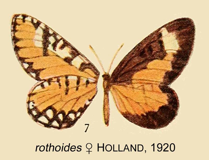 Type specimen of rothoides from original description