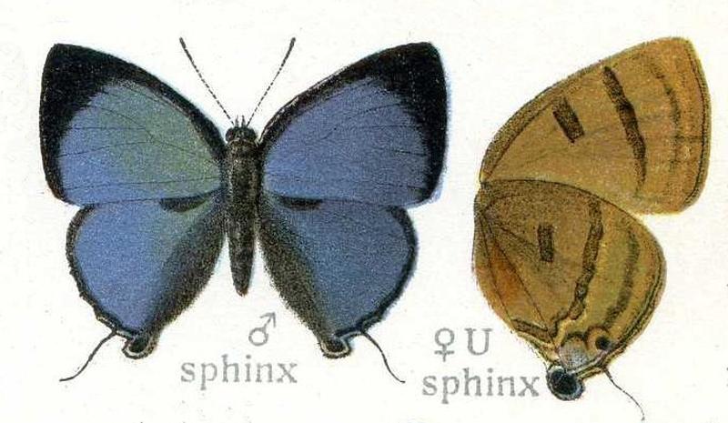 Rapala sphinx a misidentification by Seitz Now considered to be an example of Rapala melida Fruhstorfer 1912