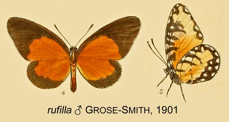 RufillaGrSm1901OD