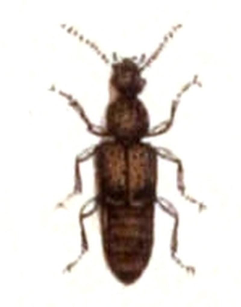 Rugilus.rufipes.-.calwer.12.13