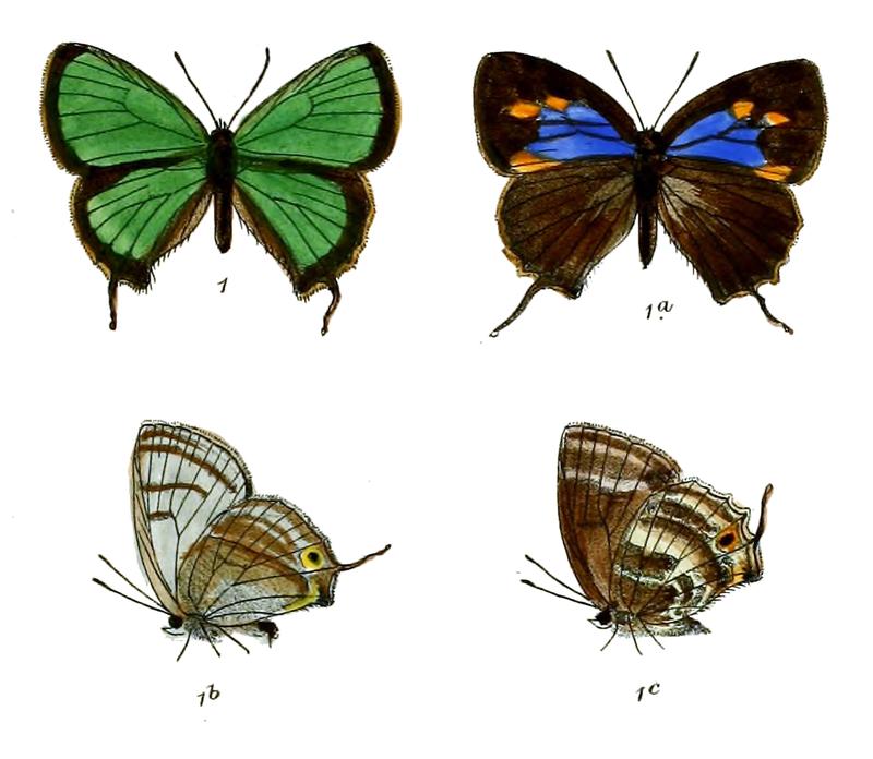 RuralisAtaxus 703 1 Fitch