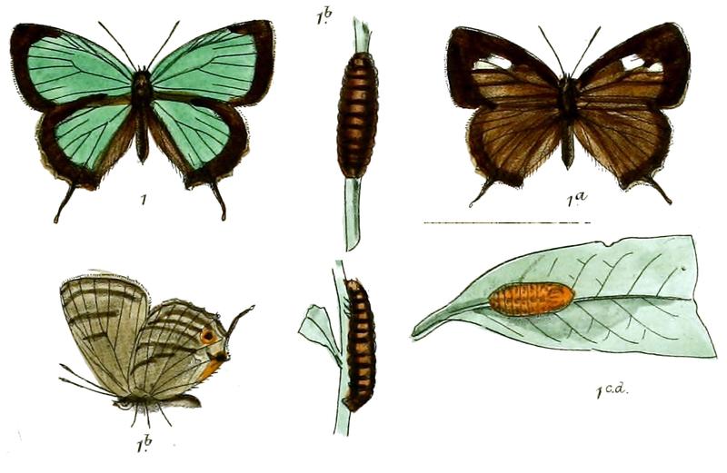 RuralisBirupa 704 1 Fitch
