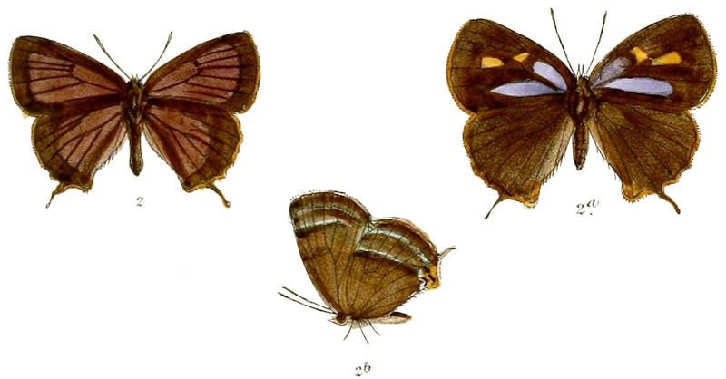 RuralisDohertyi 702 2 Fitch