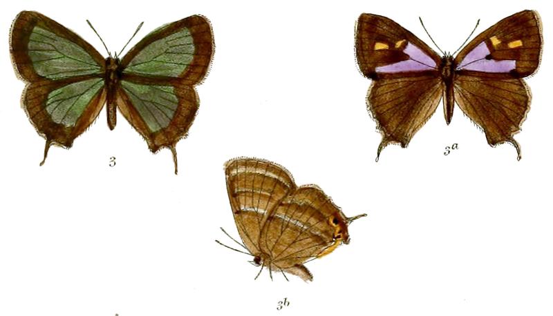 RuralisIcana 702 3 Fitch