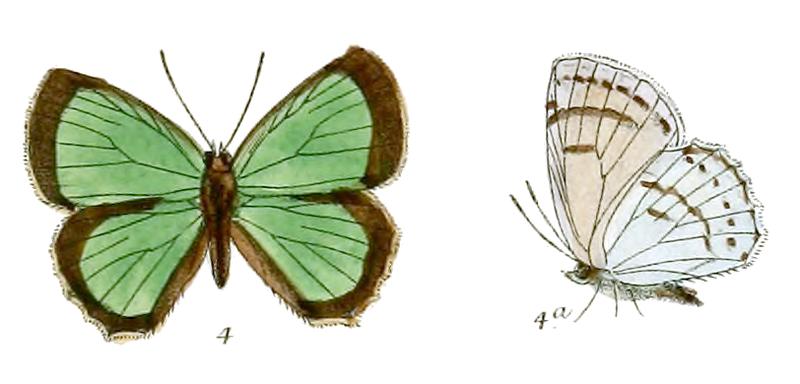 RuralisKhasia 702 4 Fitch