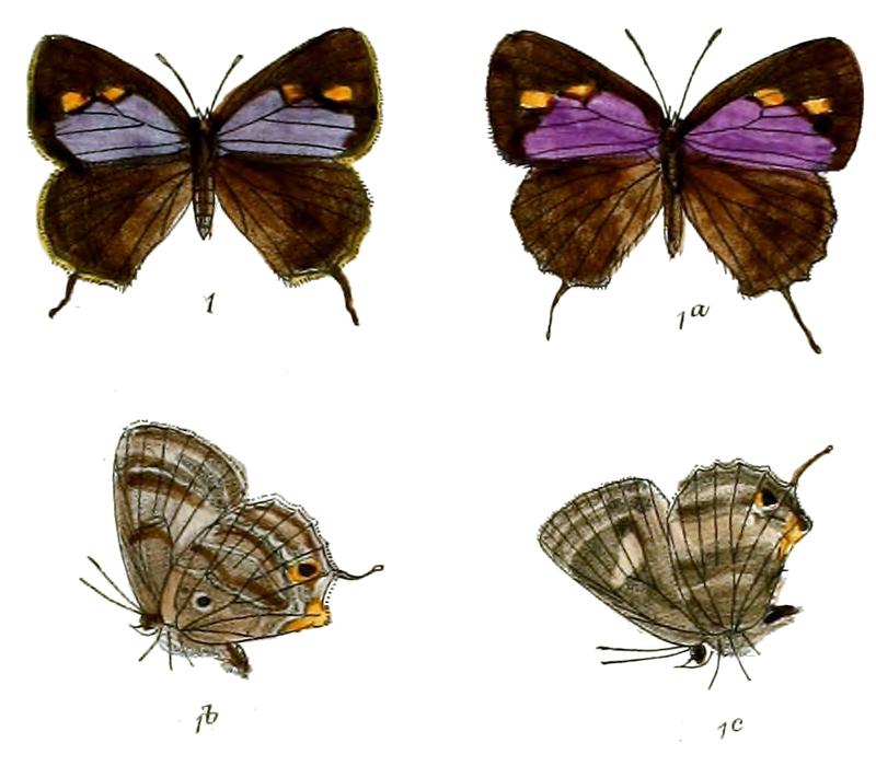 RuralisPavo 705 1 Fitch