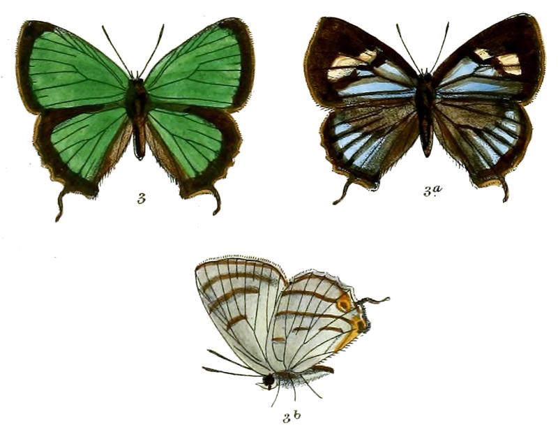 RuralisSyla 703 3 Fitch