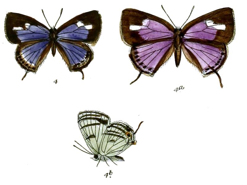 RuralisZiha 704 4 Fitch