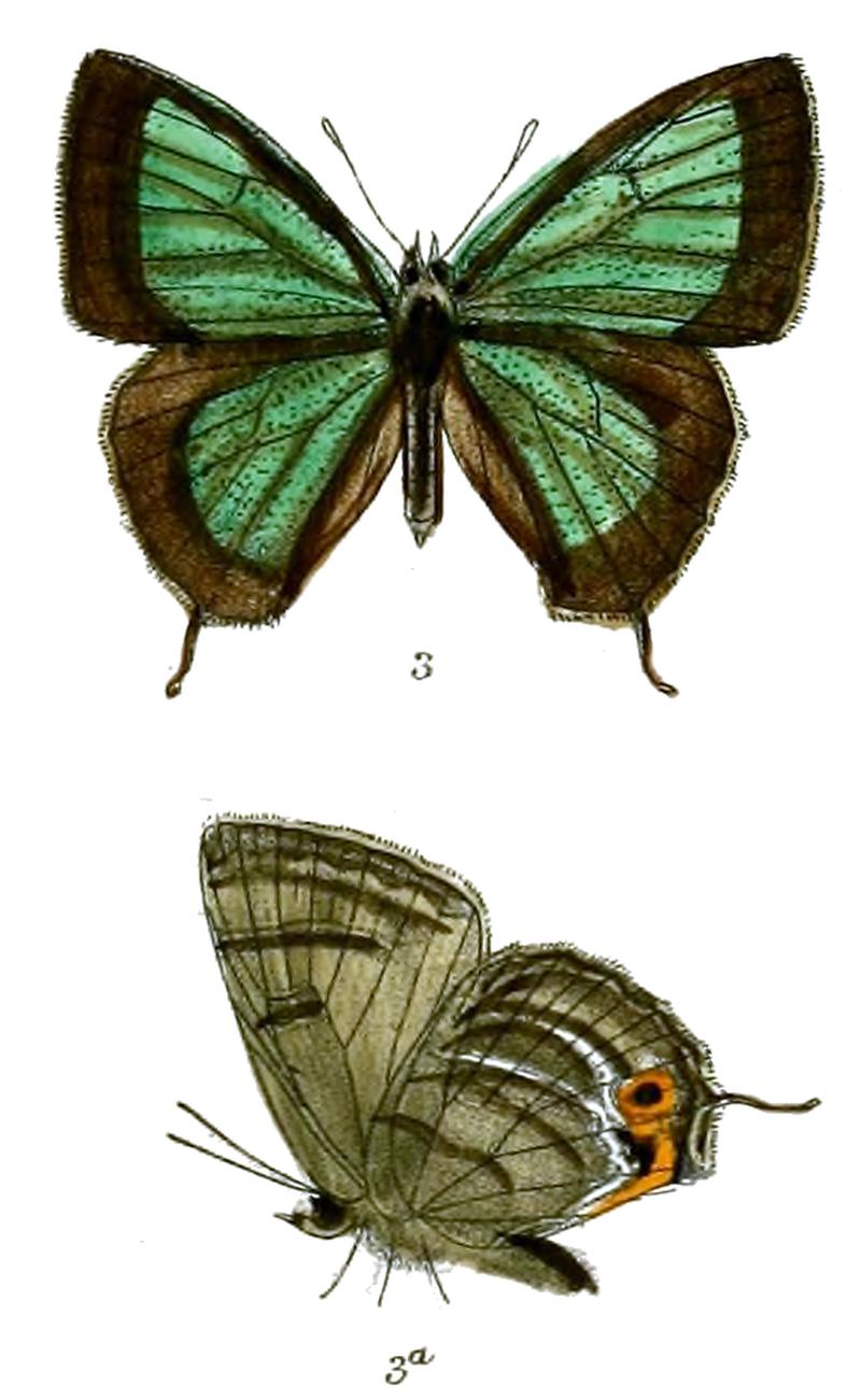 RuralisZoa 704 3 Fitch