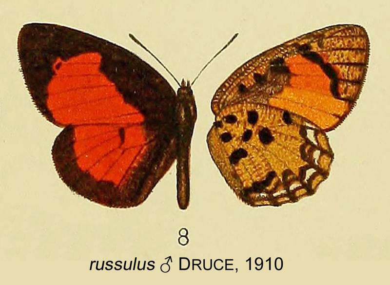 russulus from original description