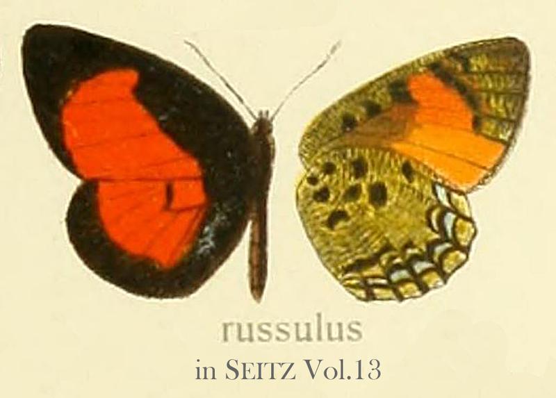 Russulus inSeitzVol13