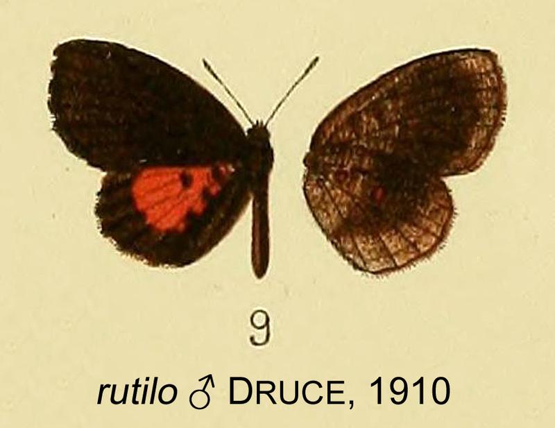 rutilo from original description