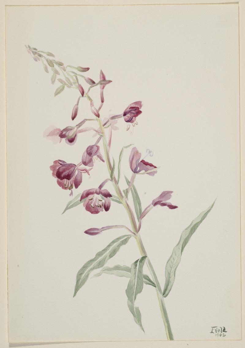 Fireweed (Epilobium angustifolium)