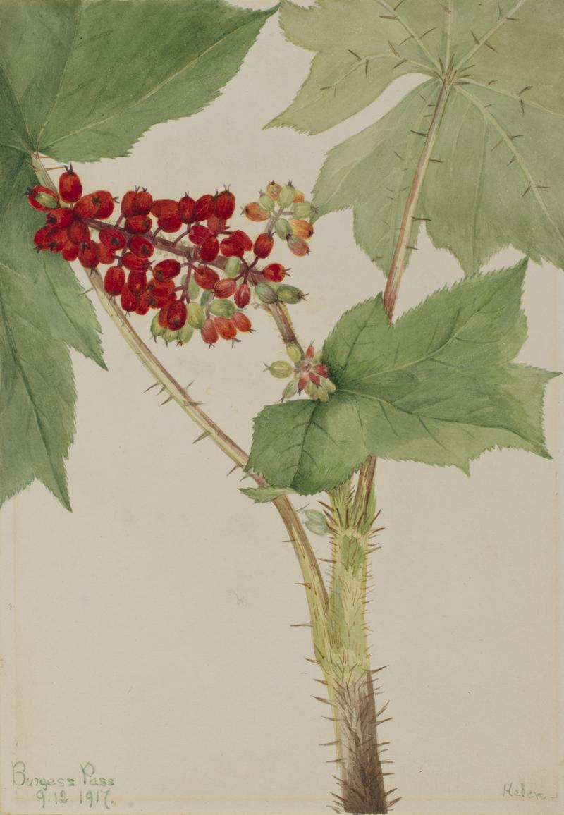 Devilsclub (Echinopanax horridum)