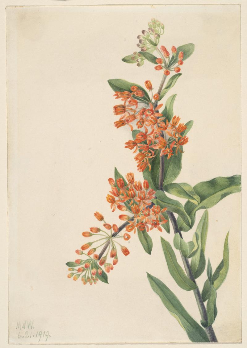 Butterfly Weed (Ascelpias tuberosa)