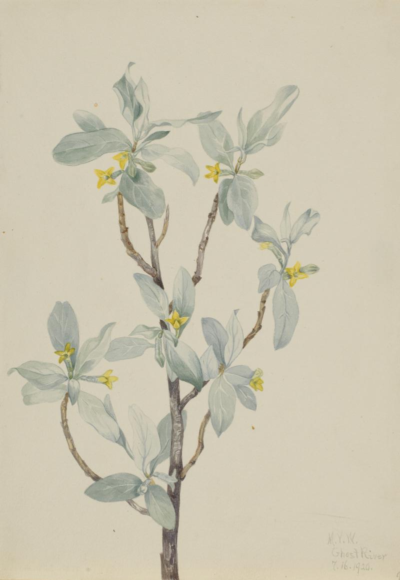 Silverberry (Elaeagnus commutata)