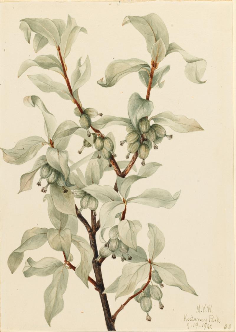Silverberry (Elaeagnus commutata)