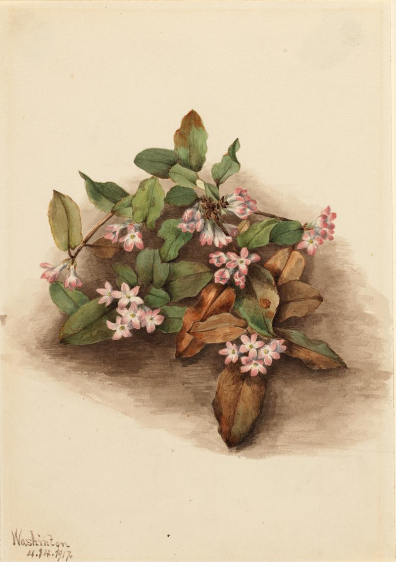 Trailing Arbutus (Epigaea repens)