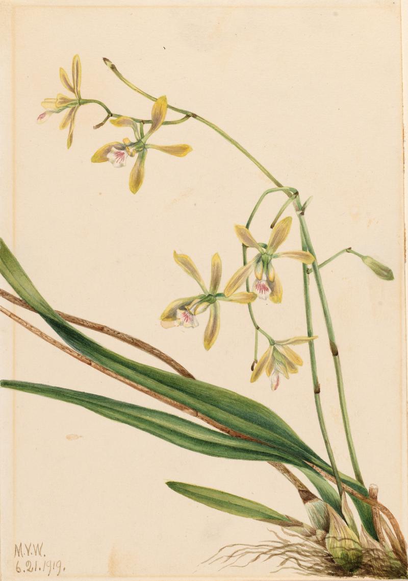 Tampa Epidendrum (Epidendrum tampense)
