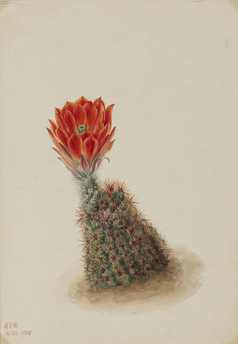 Lloyd's Strawberry Cactus (Echinocereus lloydii)