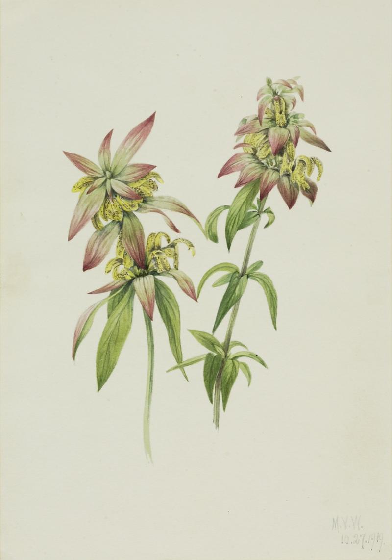 Spotted Bee Balm (Monarda punctata)