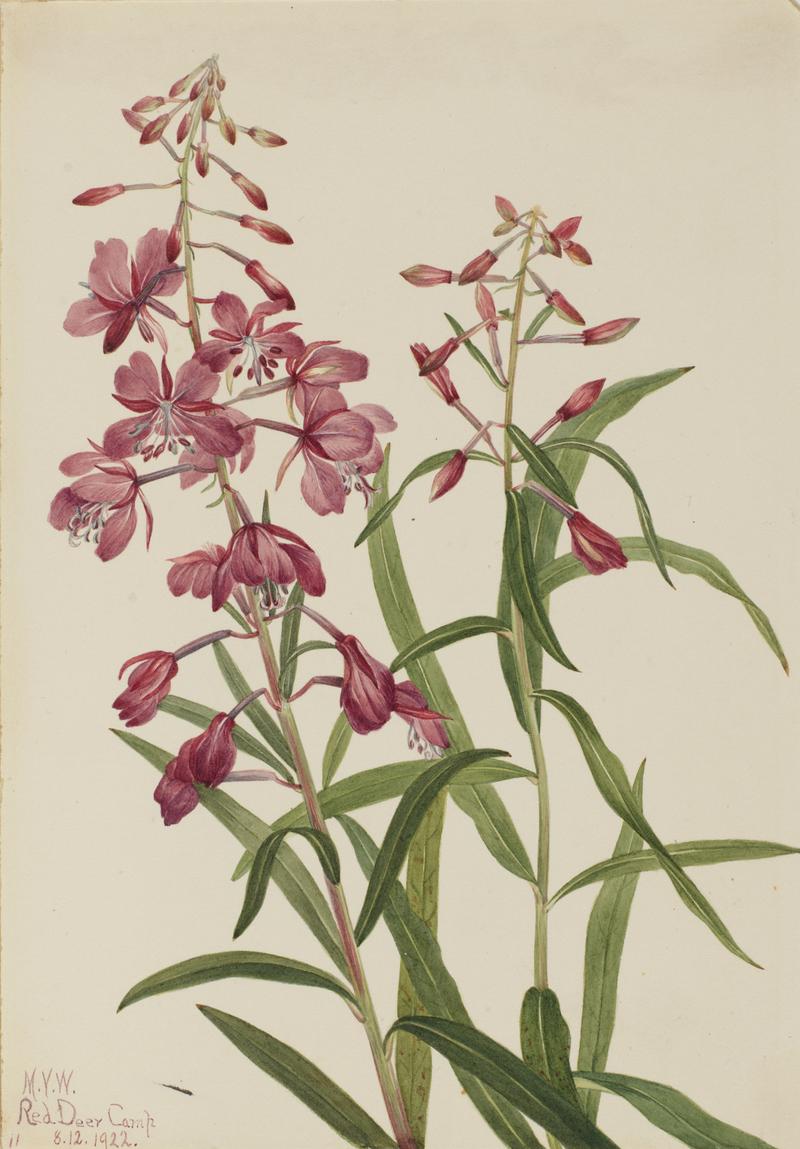Fireweed (Epilobium angustifolium)