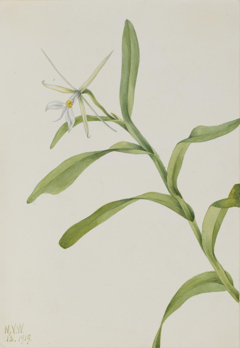 White Epidendrum (Epidendrum nocturnum)