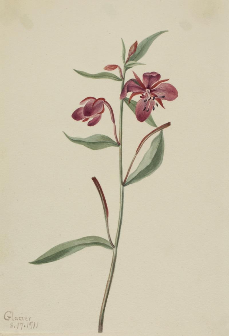 Red Willowweed (Epilobium latifolium)