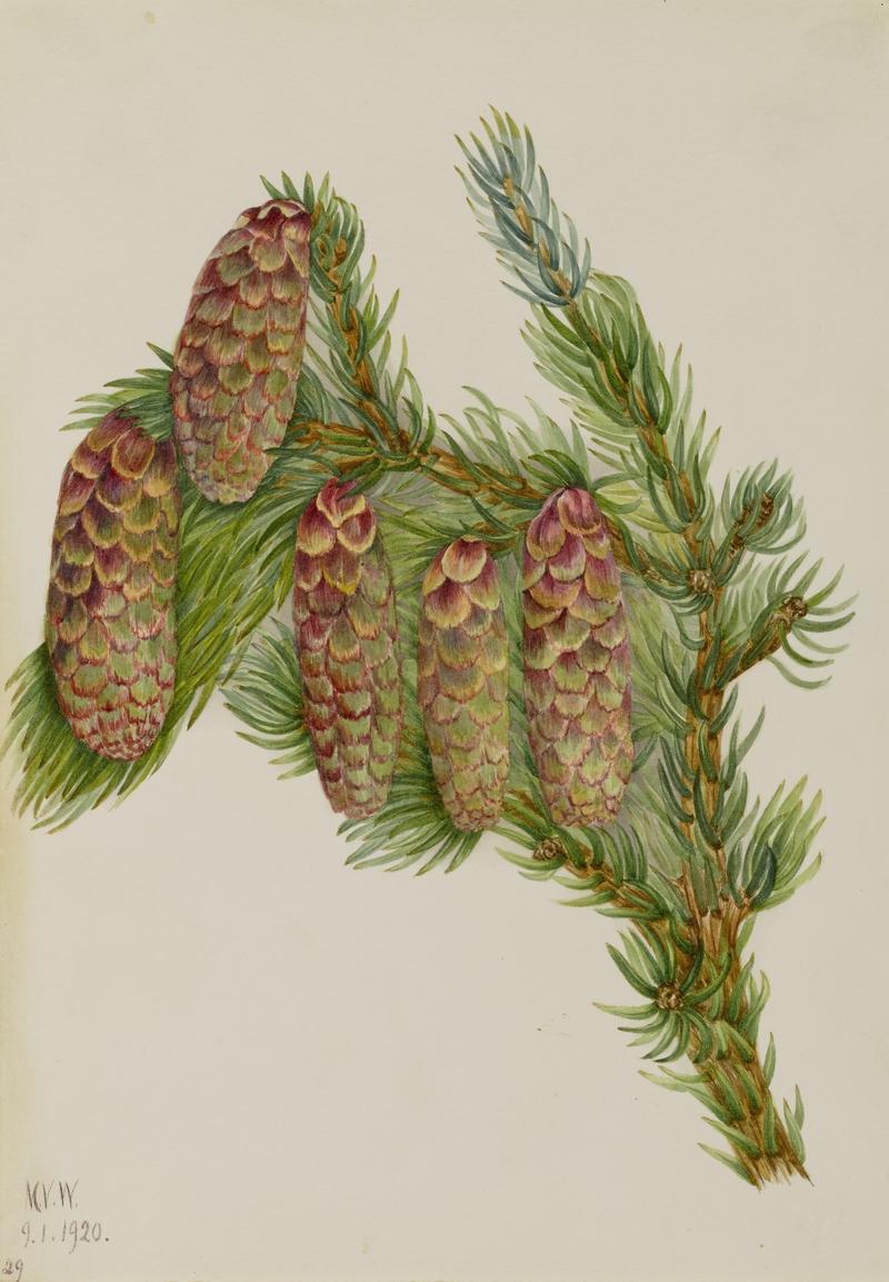 Engelmann Spruce (Picea engelmanni)
