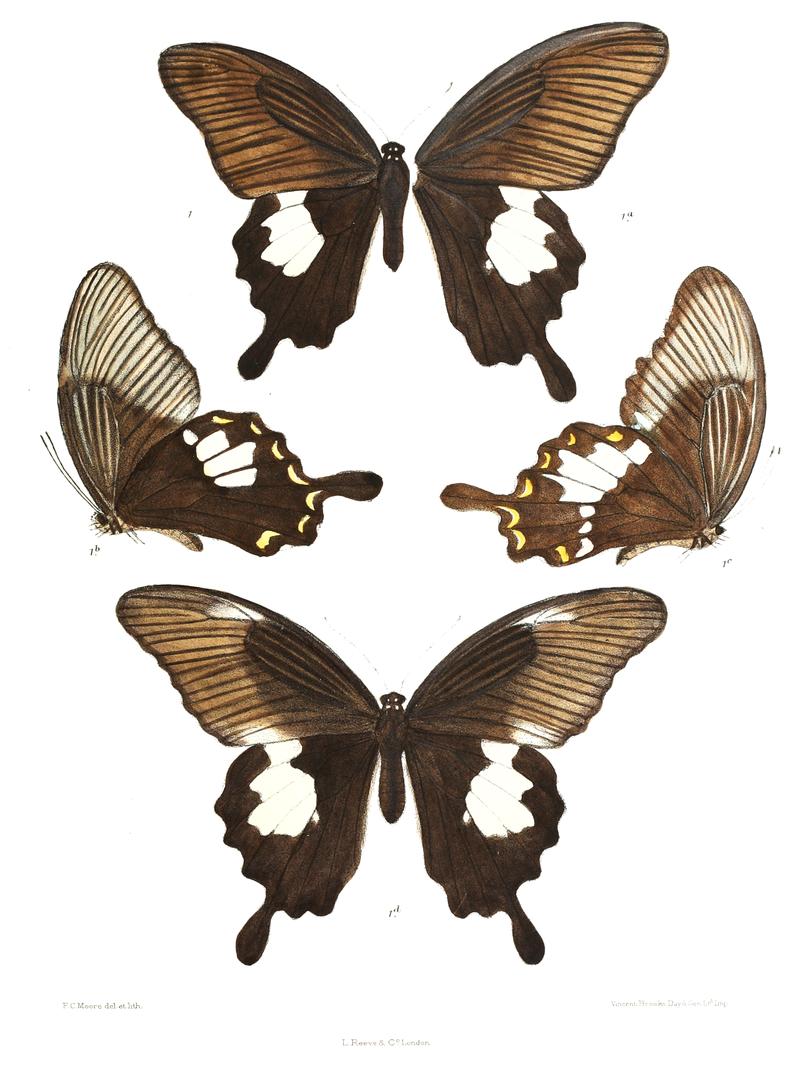 Sadengia chaon 457