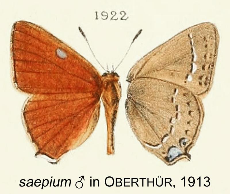 Saepium inOberthur1913