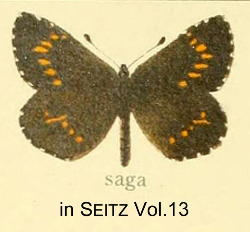 Saga inSeitzVol13