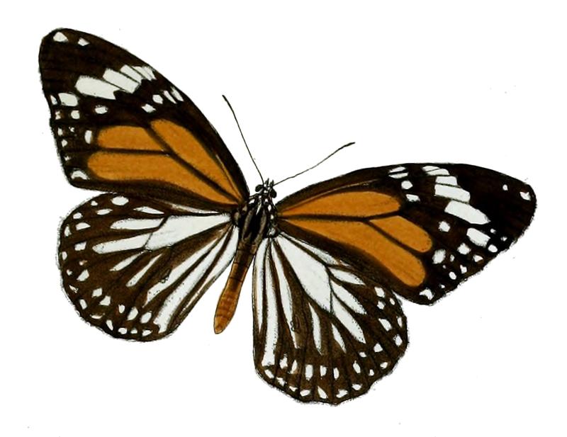 SalaturaHegesippus 11 1