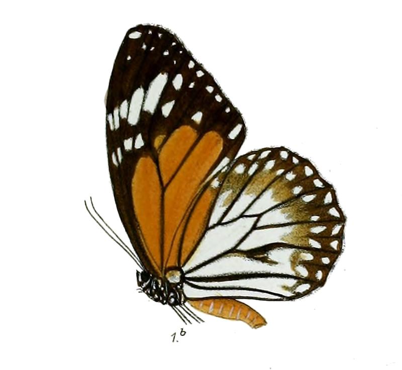 SalaturaHegesippus 11 1b