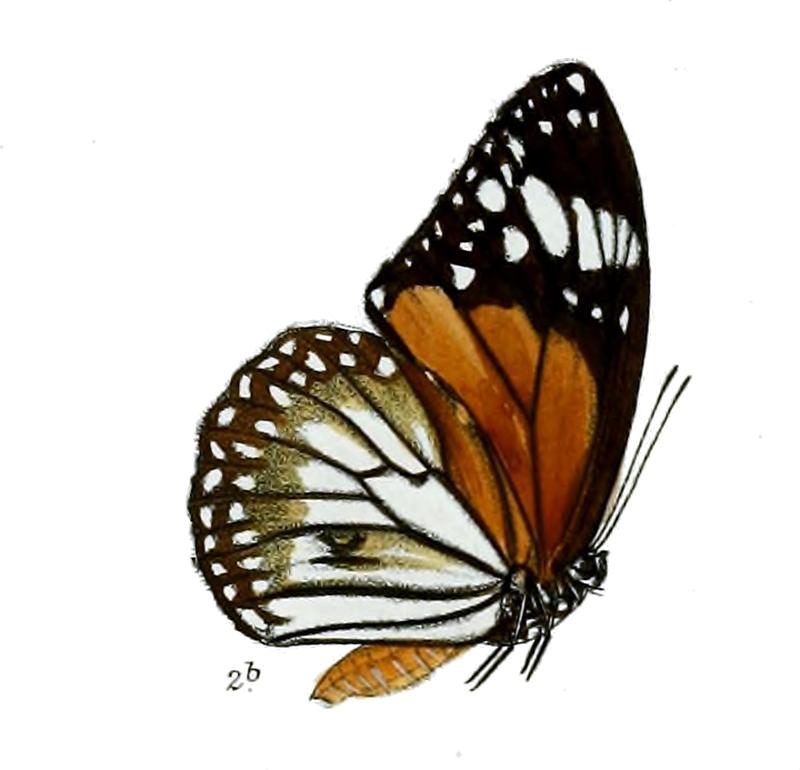 SalaturaNesippus 11 2b