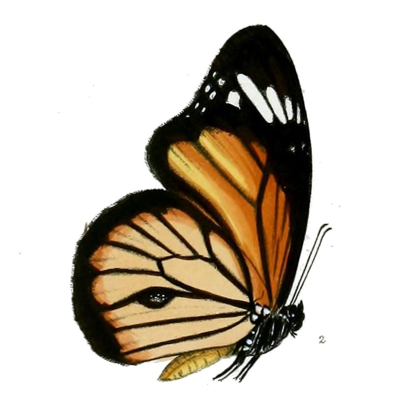 SalaturaNipalensis 10 2