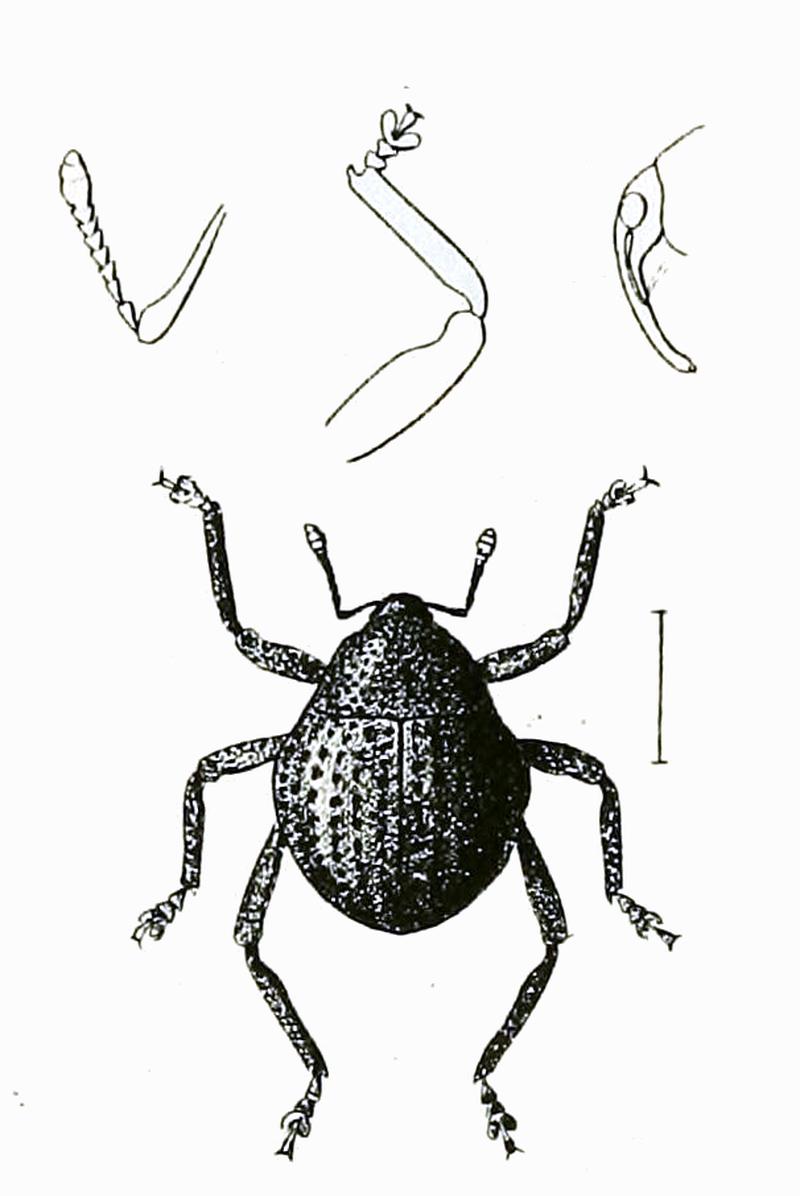 Salcus globosus