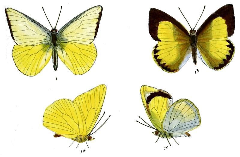 SaletaraChrysaea 558