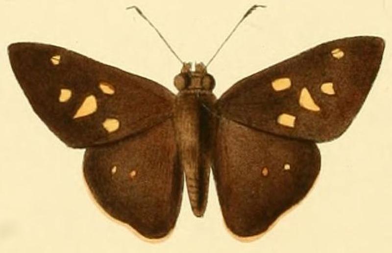 Saliana chiomara