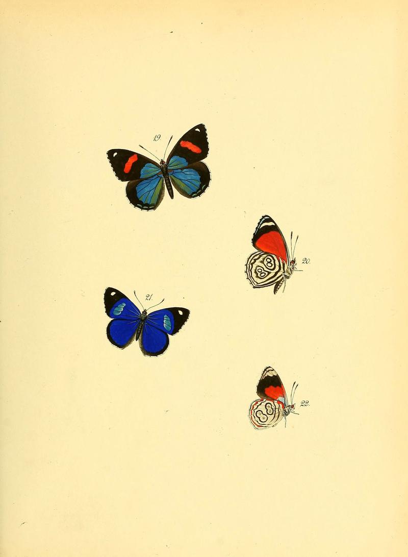 Sammlung neuer oder wenig bekannter aussereuropäischer Schmetterlinge (Plate 10) (6140420948)