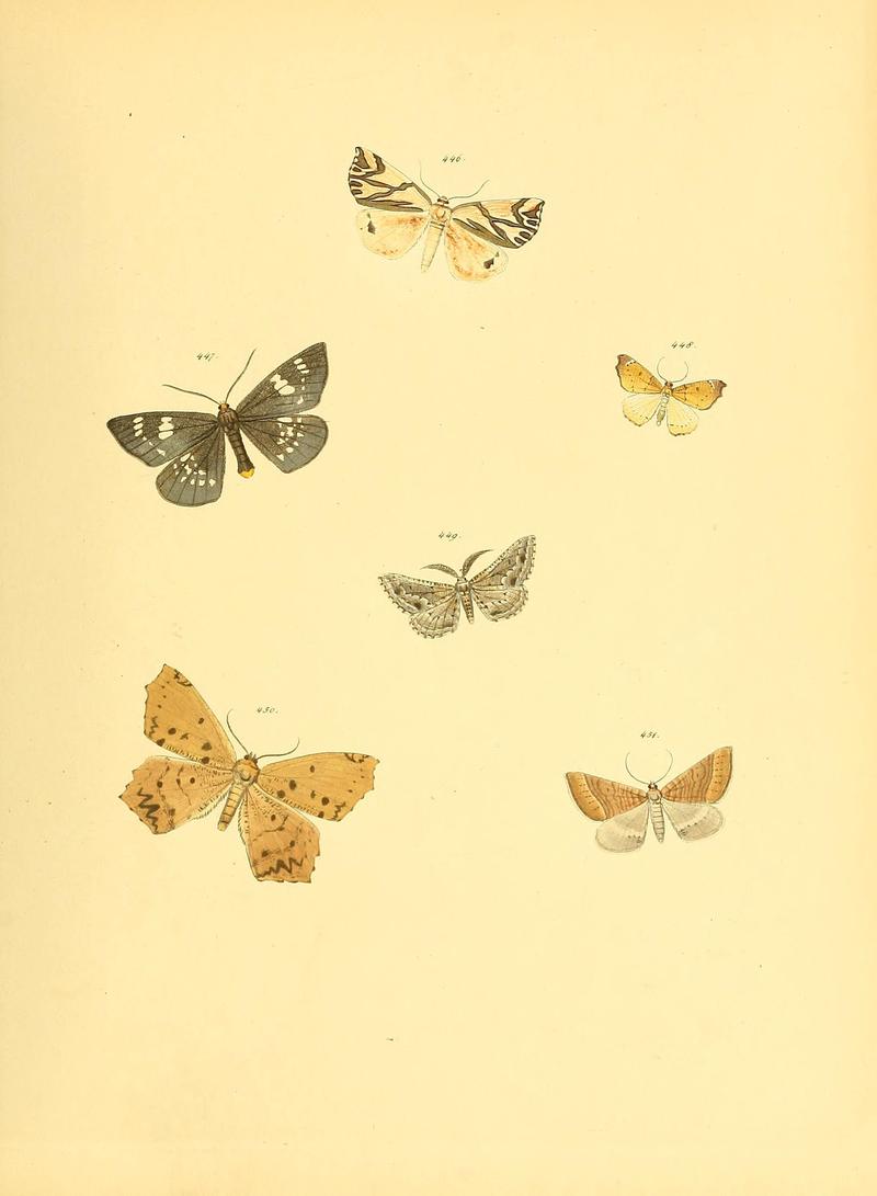 Sammlung neuer oder wenig bekannter aussereuropäischer Schmetterlinge (Plate 101) (6140461114)