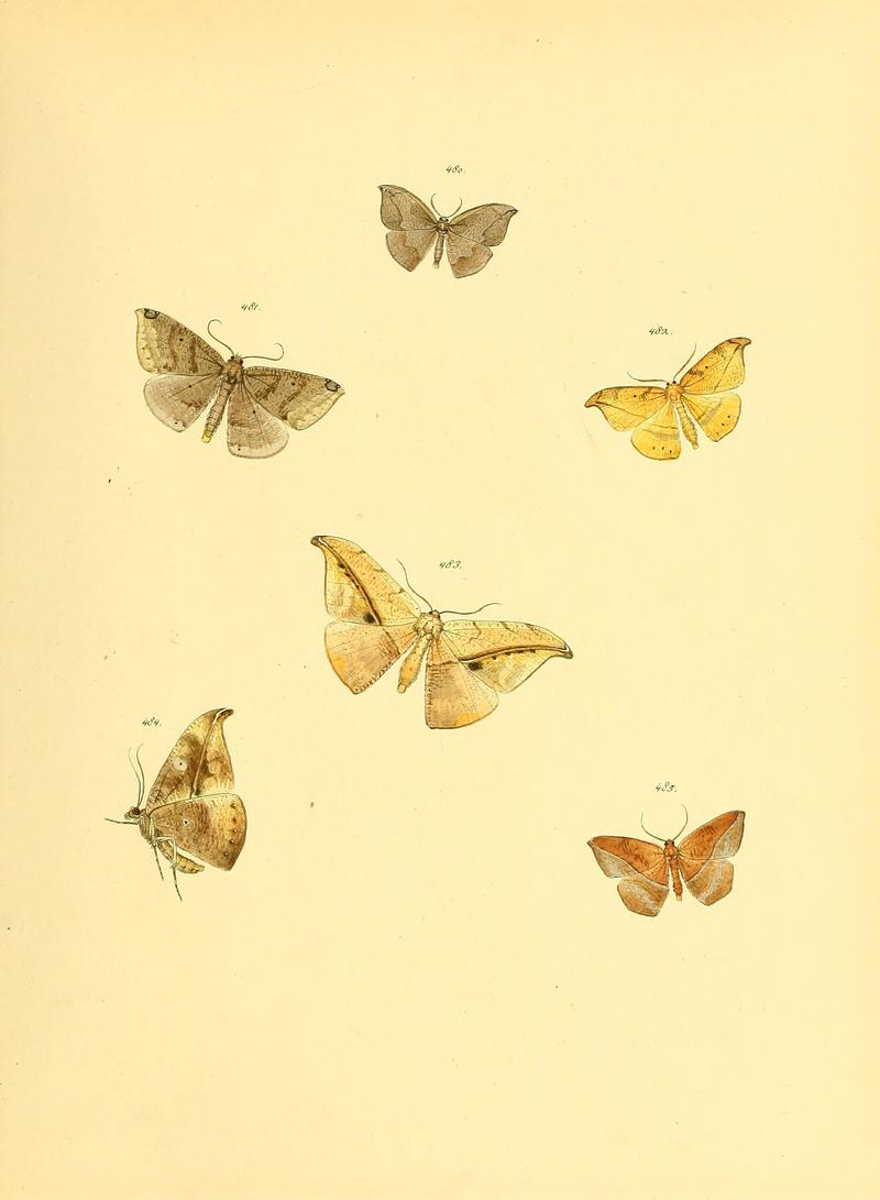 Sammlung neuer oder wenig bekannter aussereuropäischer Schmetterlinge (Plate 107) (6140463352)