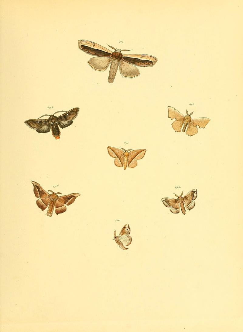 Sammlung neuer oder wenig bekannter aussereuropäischer Schmetterlinge (Plate 110) (6139912599)