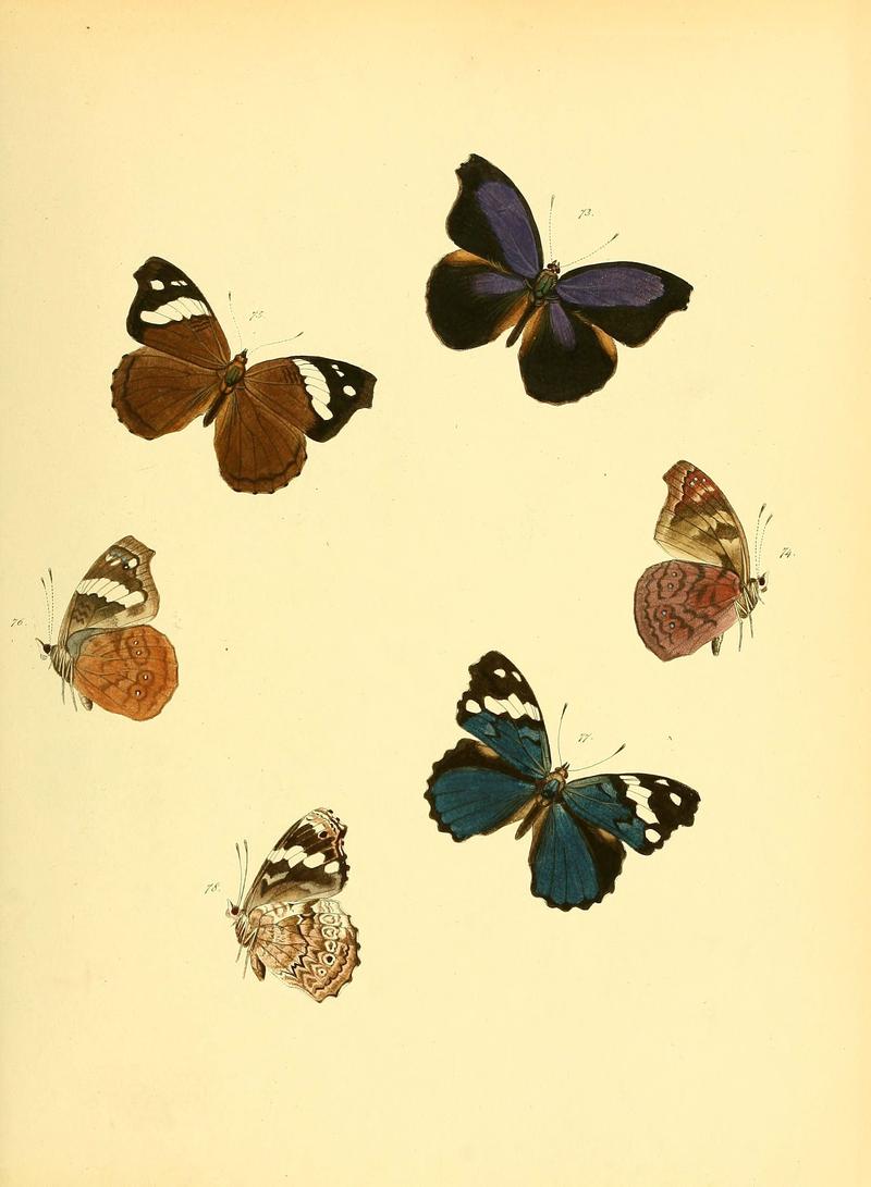 Sammlung neuer oder wenig bekannter aussereuropäischer Schmetterlinge (Plate 18) (6139871879)