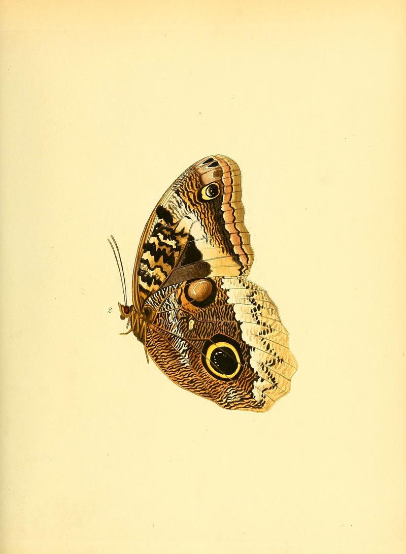 Sammlung neuer oder wenig bekannter aussereuropäischer Schmetterlinge (Plate 2) (6139866883)