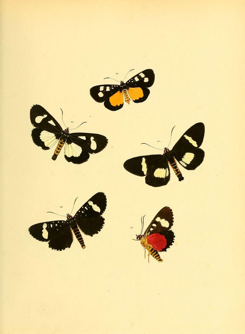 Sammlung neuer oder wenig bekannter aussereuropäischer Schmetterlinge (Plate 30) (6139876543)