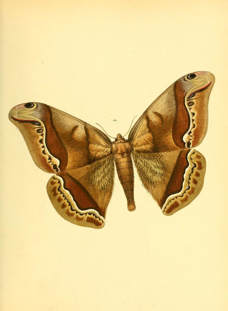 Sammlung neuer oder wenig bekannter aussereuropäischer Schmetterlinge (Plate 35) (6140429762)