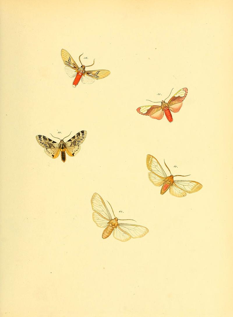 Sammlung neuer oder wenig bekannter aussereuropäischer Schmetterlinge (Plate 37) (6139879007)
